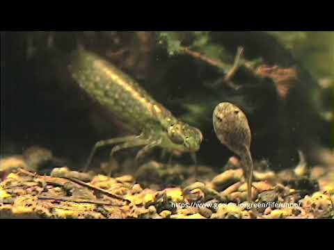 ギンヤンマのヤゴがオタマジャクシを獲る