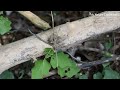 Indian Grass Mantis