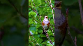 Download lagu Kicau Burung di Alam Liar shorts birds nature... mp3