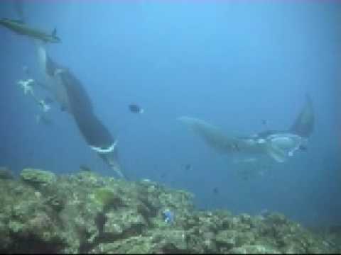 Nord-Male-Atoll, Manta-Point/Lankan Reef, Nord Male Atoll,Malediven