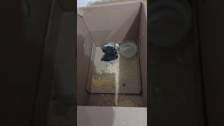 Pintinhos Garnizé. Dois São De Pescoço Pelado - 1