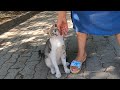 Grey Cat Meowing And Purring Loudly Only For Love