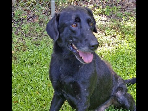 Jaspar #2, an adopted Black Labrador Retriever in Killingworth, CT_image-1