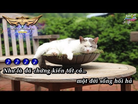 Mấy Con Mèo - Datmaniac Karaoke