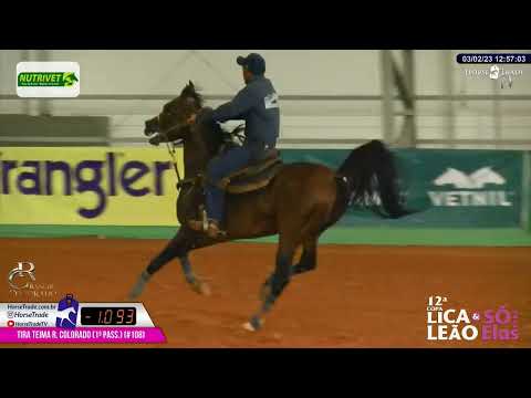 Haras Cruzeiro animais Leilão em provas