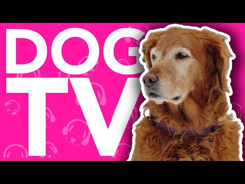DOG TV - 20 HOURS OF INSTANT DOG ENTERTAINMENT! (2022)