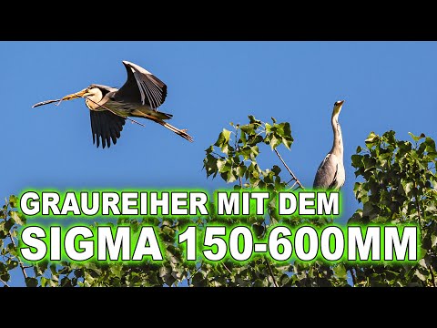 TIERFOTOGRAFIE mit dem SIGMA 150 - 600 MM | GRAUREIHER im NEBEL und in der SONNE
