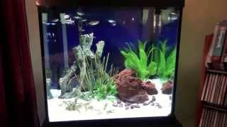 Marineland 27 Cube freshwater aquarium - 3 month update