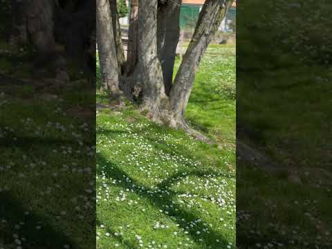 Being in the middle of Flowers 😍❤️ #nature #spring #flowers