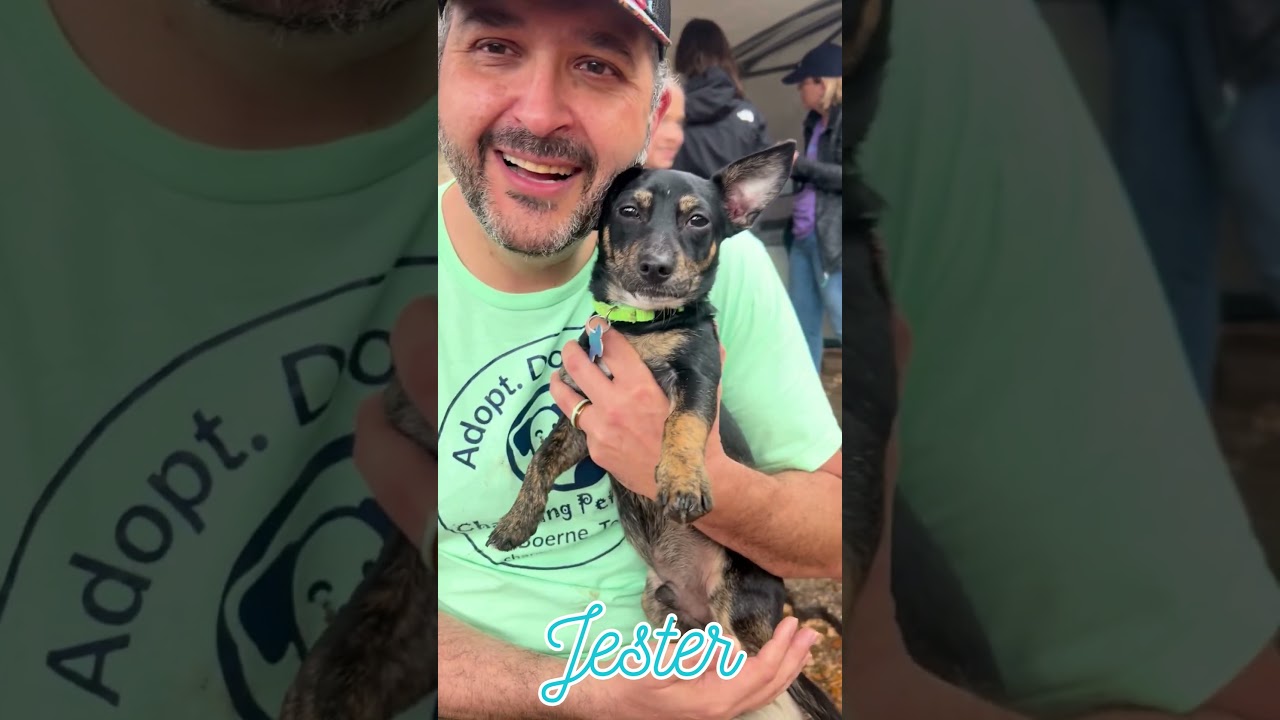 Enlarge Jester, a Adoptable mixed breed in Boerne, TX video 3/6