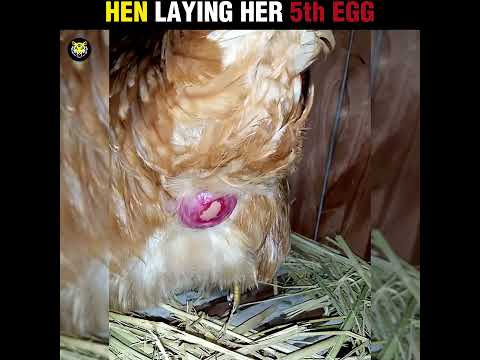 HEN LAYING  EGG 😍Uffff ✨#shorts #usa #uk #shortfeed