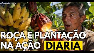 Roça e plantação na ação diária