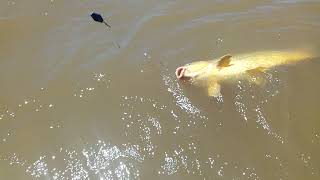 Pesca de carpas muy grandes equipo liviano