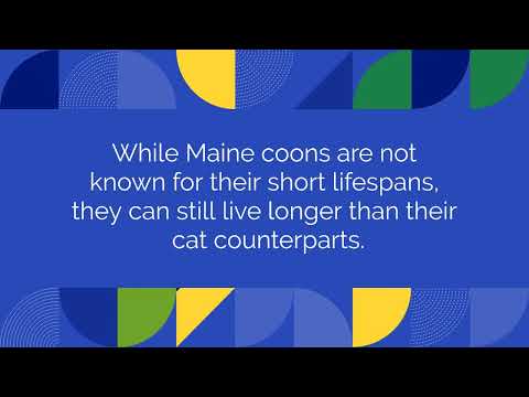The Average Maine Coon Lifespan
