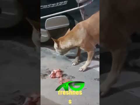 ഇനിയെങ്കിലും സ്കൂട്ടറിൽ ഇറച്ചി വെച്ച് പോകുമ്പോൾ സൂക്ഷിക്കുക 😃ഇങ്ങനെയും ചിലർ ഇവിടെ ഉണ്ടെന്ന് 🐵🙈#play