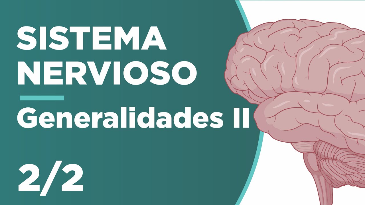 GENERALIDADES del SISTEMA NERVIOSO |Parte 2 de 2| Neuroanatomía | Unani 🧠🤓