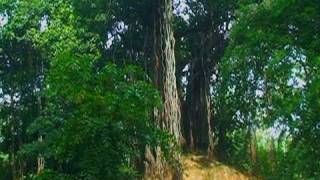 Banyan tree in Shantiniketan