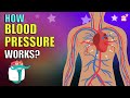 How Blood Pressure Works BLOOD PRESSURE What Is Blood Pressure Dr Binocs Show Peekaboo Kidz