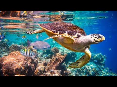 3 HRS of 4K Turtle Paradise | Relaxation| 3 STD Schildkröten Paradies | Entspannung| ULTRA HD
