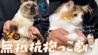 「超ウケるんですけど～」「ぶううううん！」飼い主にお人形遊びされても無抵抗な保護猫＆北欧猫ｗ【シャム猫/シャムミックス＆ノルウェージャンフォレストキャット】#cat #japanesecat