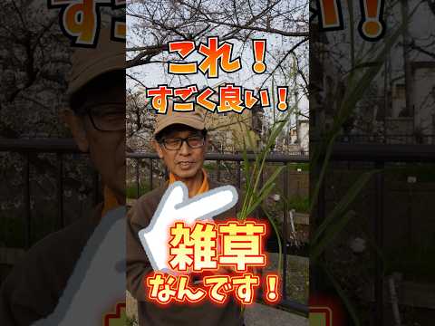 花の咲く菜園での木灰の使用夏の果物野菜