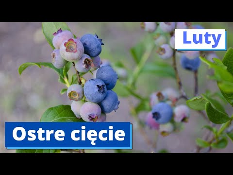 Najprostsze cięcie Borówki Amerykańskiej