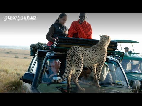 Why Do Cheetahs Love to Jump into a Safari Vehicle?