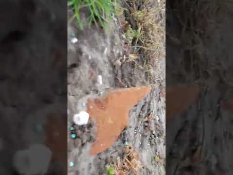 15.04.2022 - Oberflächenfunde Kaarst-Driesch