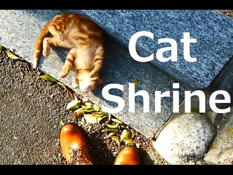 貓咪神社 貓咪神社 =^・ェ・^= (Cat Shrine ねこ神社 =^・ｪ・^=)