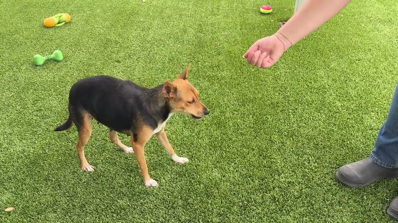 Enlarge Lassie - with the soulful eyes, a Adoptable mixed breed in San Antonio, TX video 5/5