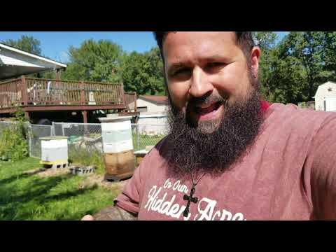 Pollen Trap Update   Beekeeping for Pollen - Sundance Pollen Trap | On Our Hidden Acre