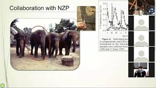 My 20-year Journey Studying Asian Elephants: Integrating Science with Management (Zoom talk + Q&A)
