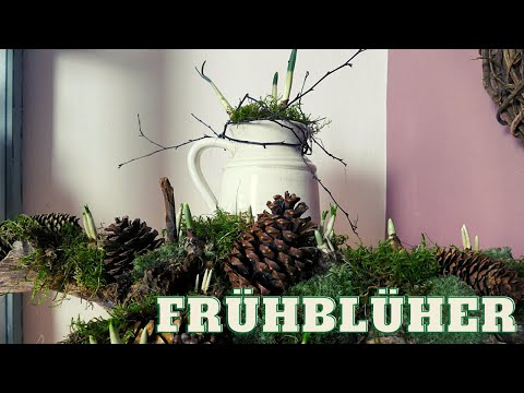 , title : 'DIY Frühlingsdeko mit Schneeglöckchen & Krokussen | Frühblüher auf der Wurzel und in der Kanne'