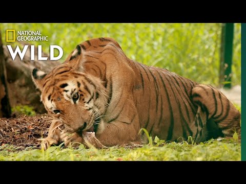 A Tiger's Tale | Jungle Animal Rescue