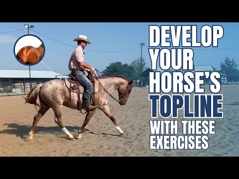 Essential Exercises for Building Your Horse’s Top Line