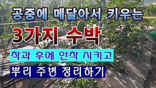 [텃밭농부 1,541]  공중에 메달아서 키우는 3가지 수박. 착과 후 안착 시키는 방법. #수박재배