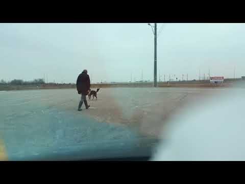 download lagu mp3 mp4 Dog Obedience Training Guelph, download lagu Dog Obedience Training Guelph gratis, unduh video klip Dog Obedience Training Guelph