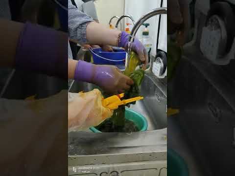 2022/4/14薑黃複染藍染後之漂洗