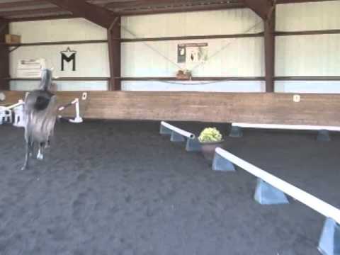 2011 Calido I filly, Daenerys