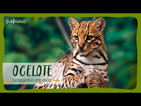 ALL about the OCELOT
