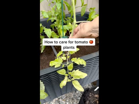 How to Properly Care for Tomato Plants