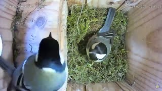 Mutmachen beim Nestbau