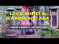 LIVE Bird and Ground Cam Alabama (over 50 Species Identified)!