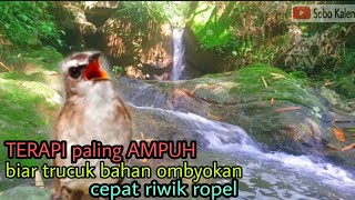 Download lagu pancingan Terapi air agar trucukan bahan ombyokan cepat riwik ropel mp3