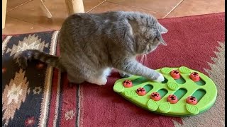 Cats at Work: using food puzzles