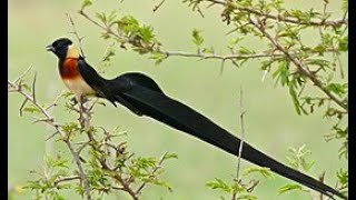 Download lagu KICAUAN burung alam liar paling indah dengan aliran air untuk terapi, rileksasi,ketenangan #33 mp3 Download lagu KICAUAN burung alam liar paling indah dengan aliran air untuk terapi, rileksasi,ketenangan #33 mp3