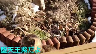 近所の野良猫ちゃん