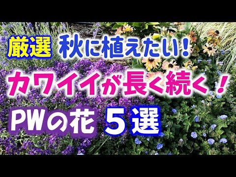 園芸 秋のリンドウ