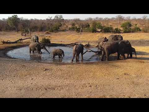 Djuma: Elephant herd gets a drink and some have a quick soak - 15:56 - 08/27/19