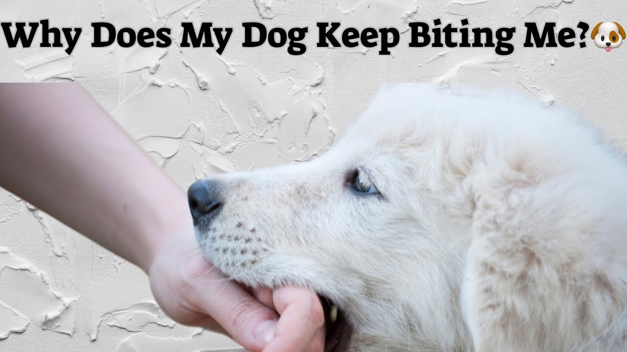 Why Does My Dog Keep Biting Me?🐶